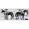 Stupell Industries Abstract Horse Silhouette Circles 2 pc Framed Giclee Wall Art Set Design by Ethan Harper